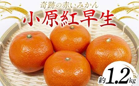 【先行予約】《2026年12月頃お届け》みかん 奇跡の赤いみかん 小原紅早生 1.2kg 蜜柑 早生 果物 柑橘 濃いみかん 赤いみかん むきやすい ミカン フルーツ 旬 香川県 香川県共通返礼品 F5J-1020