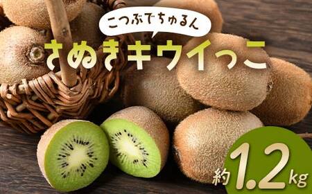 【先行予約】《2026年11月～2027年2月頃お届け》 こつぶでちゅるん さぬきキウイっこ 約1.2kg 一口サイズ 香川 四国 フルーツ 果物 くだもの キウイ キュウイ 果実 フルーツ 旬  香川県 香川県共通返礼品 F5J-1023