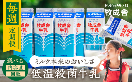 毎週定期便 12回 牛乳定期便 12回定期便 牧成舎のこだわり牛乳 定期便 