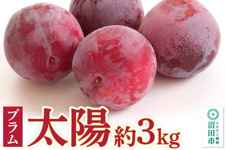 《8月中旬～8月下旬にお届け》 プラム「太陽」約3kg ご自宅用 フルーツ王国松井