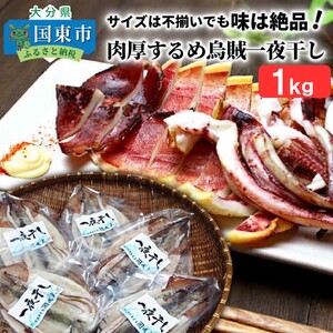 サイズは不揃いでも味は絶品!肉厚するめ烏賊一夜干し_1511R