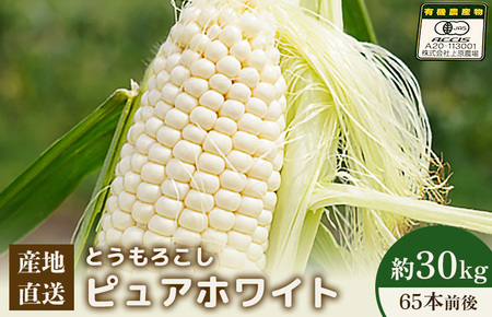 【2026年度発送分】上原農場直送 とうもろこし (ピュアホワイト)  約30kg 約65本前後【6601801】
