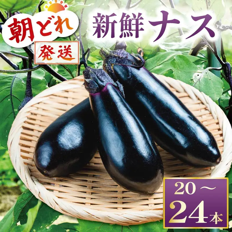 朝どれナス 約20本  | ナス TR-0006