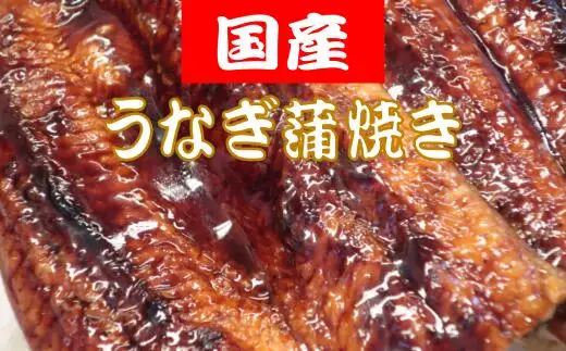 国産 うなぎ蒲焼き 300g ２匹 海鮮 | TR-08
