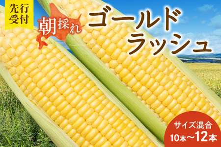 【黄金の甘さ】 ゴールドラッシュ！サイズ混合 10～12本 北海道産とうもろこし _S021-0019