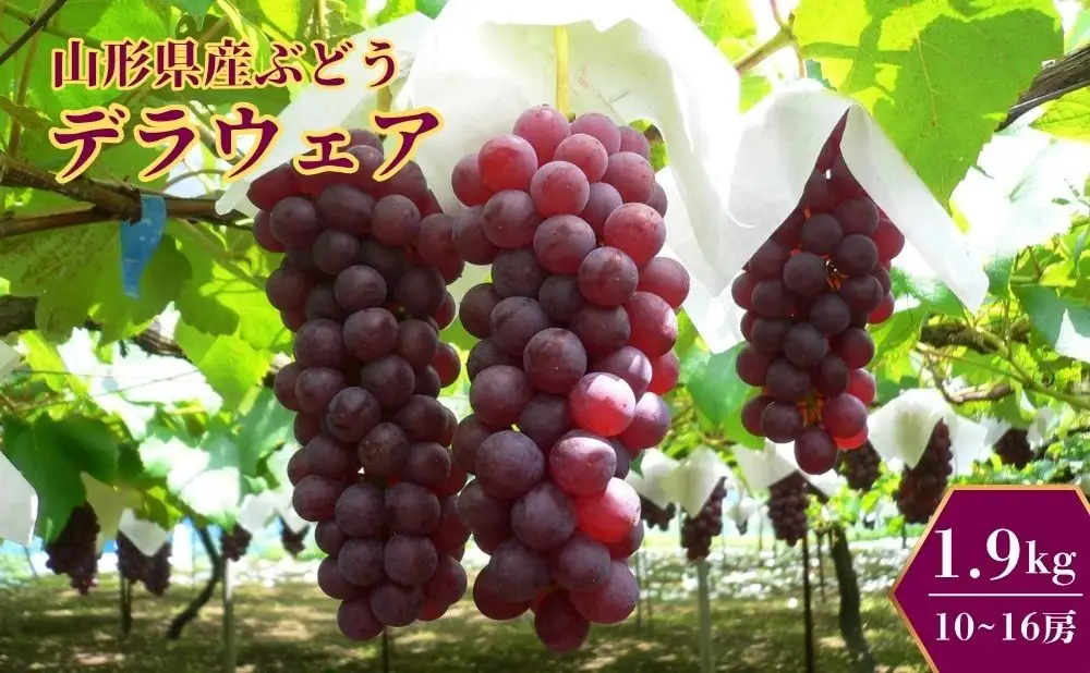 ぶどう（デラウェア）　0009-2601
