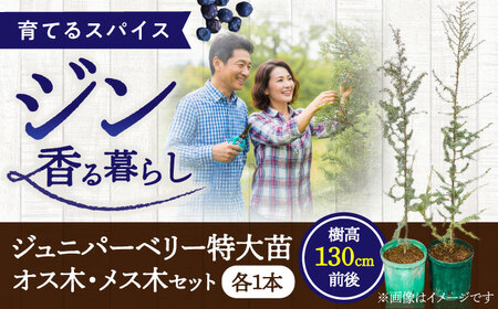 ジュニパーベリー特大苗(西洋ネズ)オス木・メス木セット Juniperus communis 樹高130cm前後 口径21cmスリット鉢植え BHCQ002