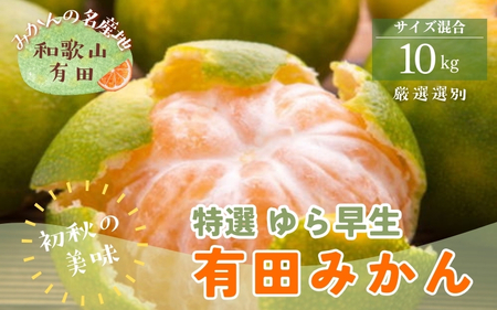 【初秋の美味】特撰 ゆら早生有田みかん 10kg+200g(傷み補償分)【2026年10月中旬～11月上旬頃に順次発送予定】※北海道・沖縄・離島配送不可 / みかん 果物 くだもの フルーツ 有田みかん ミカン 柑橘 【ard235A】