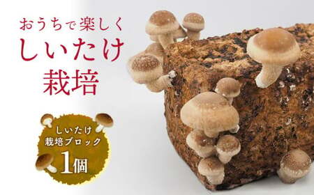 東村の「しいたけ栽培ブロック」1個
