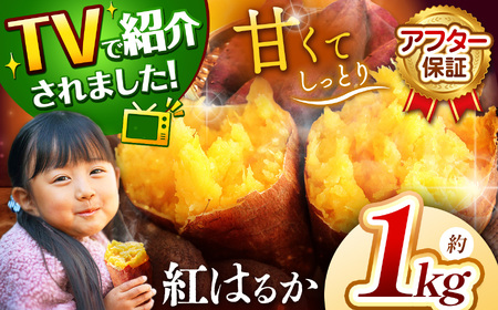 さつまいも TVで紹介！ 【 アフター保証 】甘くておいしい！ 紅はるか 1kg