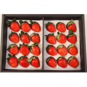 【先行予約】三重県鈴鹿市産 いちご とちおとめ 24粒