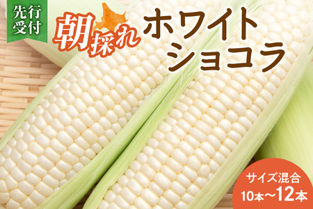 【2026年8月～発送開始！】北海道十勝清水町産 白いとうもろこし ホワイトショコラ サイズ混合 10～12本 北海道産とうきび _S021-0018