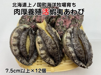 海洋牧場育ち養殖活蝦夷あわび（7.5㎝以上×12個）　活アワビ　鮑　海鮮　産地直送　魚介類　海の幸　おせち　エゾアワビ　冷蔵　アワビ　BBQ　バーベキュー　蝦夷鮑