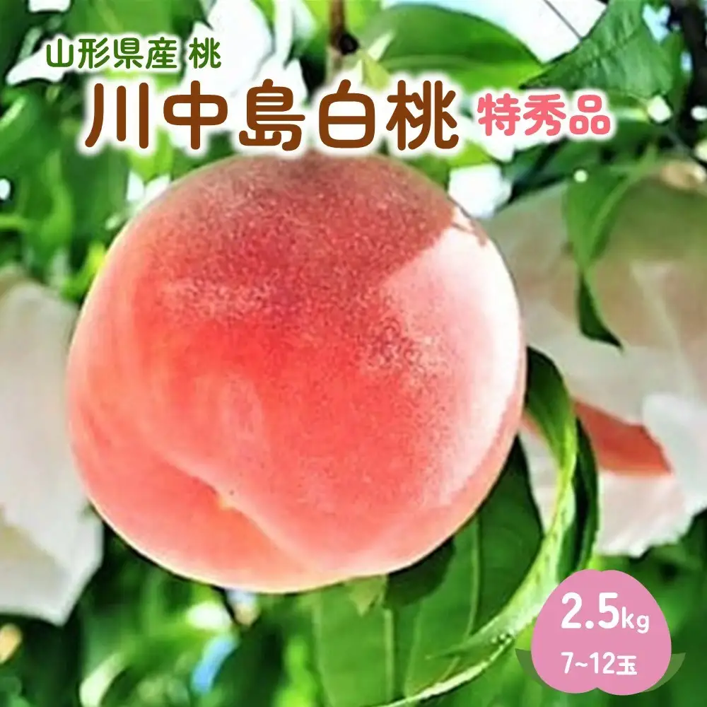 桃（川中島白桃）２.５ｋｇ　特秀品　0047-2605