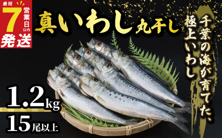 いわしの丸干し  約 1.2kg   イワシ
