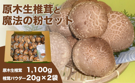 原木生椎茸＋魔法の粉(原木生椎茸＋乾し椎茸パウダー)