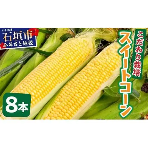 【先行予約2027年1月-5月配送】1番遅くて1番早い⁉ 朝採れプレミアムスイートコーンを皮付きのまま８本お届け！！