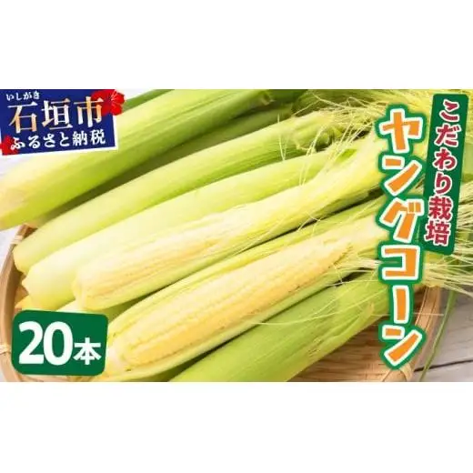 【先行予約2027年1月-5月配送】1番遅くて1番早い⁉ 朝採れプレミアムヤングコーンを皮付きのまま20本お届け！！