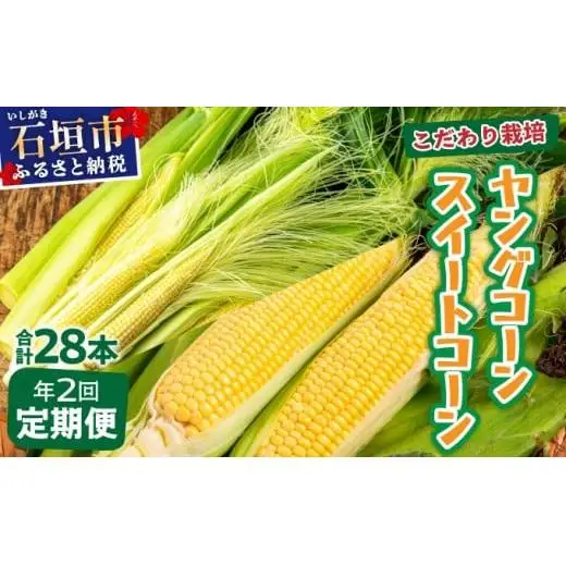【先行予約2027年1月-5月配送】1番遅くて1番早い⁉ プレミアムヤングコーンとスイートコーンのよくばり定期便！！朝採れを皮付きのままお届け！！