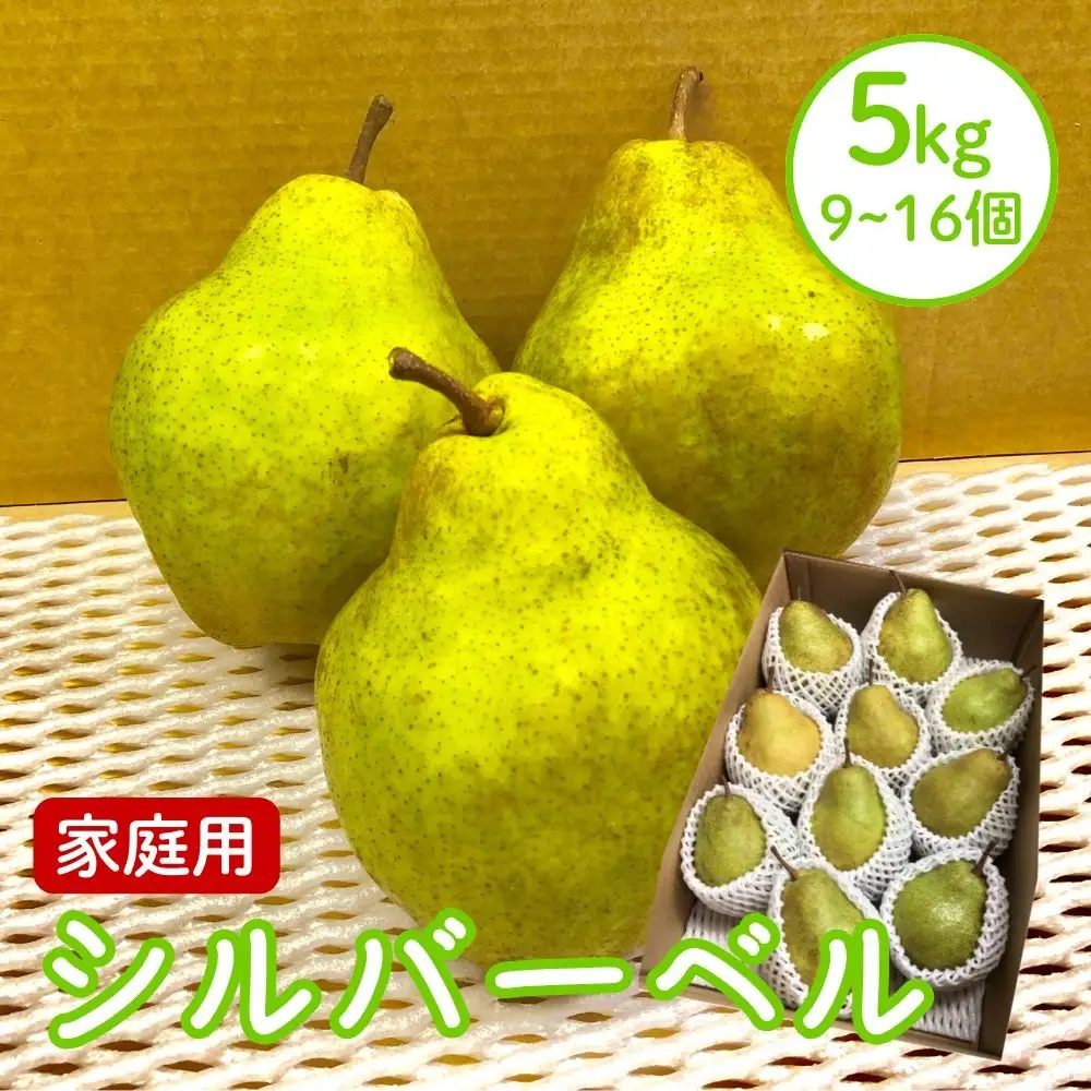 西洋梨（シルバーベル）５ｋｇ　ご家庭用　0065-2609