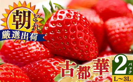 平群の古都華 いちご L ~ 3L サイズ から 2種 （2パック1ケース）計 2パック 苺屋小東 | フルーツ いちご 古都華 先行予約 奈良県 平群町