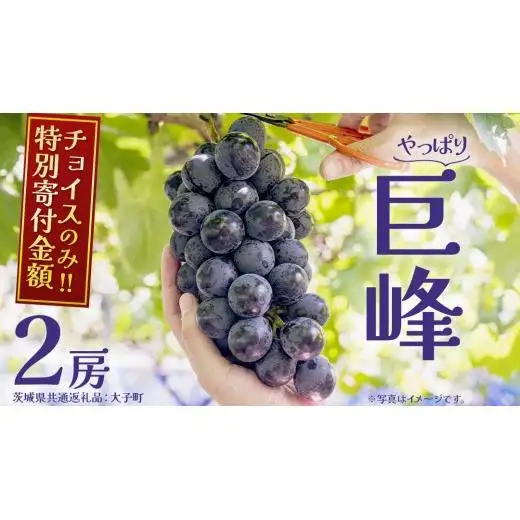  巨峰 ２房 【2026年7月上旬発送開始】(茨城県共通返礼品：大子町)