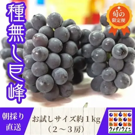 【2026年夏発送】お試しサイズ約1kg　梅田農園の種無し巨峰　来季分先行受付【配送不可地域：離島】【1642883】