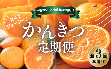 みかん 柑橘 定期便 みかん 3回 果物【tkb510】