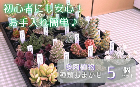多肉植物 おまかせ 5個 セット 【多肉屋GPK】／ インテリア インテリア植物 おしゃれインテリア オシャレ おしゃれ 多肉 観葉植物 植物 おまかせセット 人気 高評価 贈答 贈り物 趣味 ギフト プレゼント ナチュラル 自然 かわいい ミニサイズ 玄関 室内 飾れる ５個 オススメ おすすめ