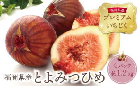 Y20-01 【2026年発送】《予約受付》 とよみつひめイチジク(4ﾊﾟｯｸ) イチジク