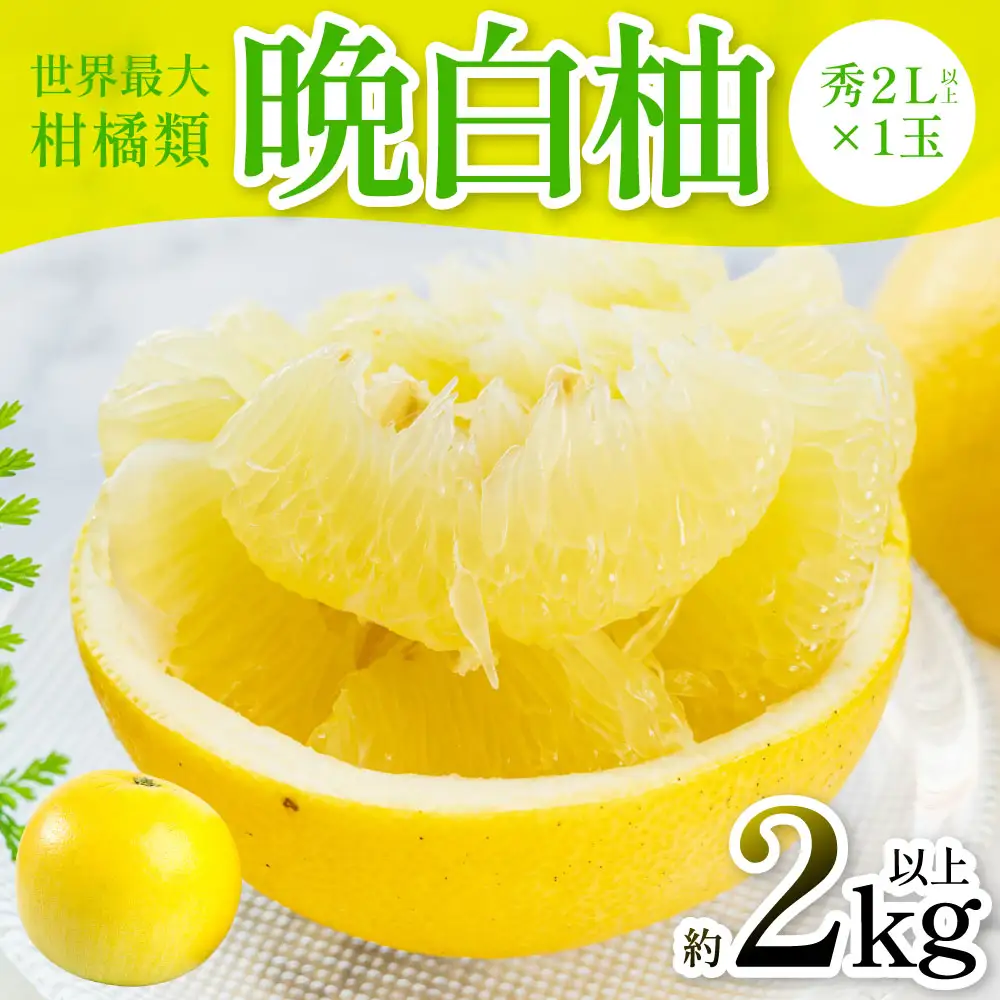 【先行予約】 晩白柚 （秀2L以上×1玉） 約2kg以上 ばんぺいゆ 果物 果実 くだもの フルーツ 柑橘 柑橘類 熊本県 八代市 【2026年12月中旬より順次発送】