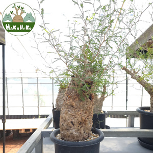 オペルクリカリア・パキプス「塊根植物の王様」(発根管理済) Z1｜観葉植物 コーデックス [0587]