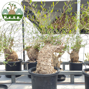 オペルクリカリア・パキプス「塊根植物の王様」(発根管理済) Z5｜観葉植物 コーデックス [0591]