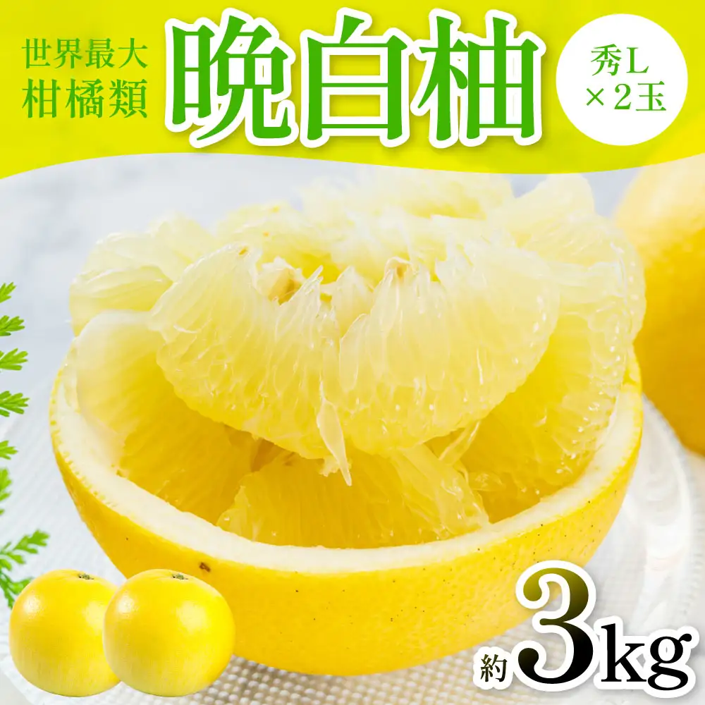 【先行予約】 晩白柚（秀L×2玉）約3kg ばんぺいゆ 果物 果実 くだもの フルーツ 柑橘 柑橘類 熊本県 八代市 【2026年12月中旬より順次発送】