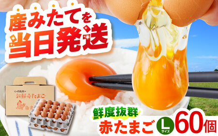 〈数量限定〉【朝採れ直送】小峰鶏園 赤たまご Lサイズ 60個 / 卵 玉子 たまご 卵焼き 玉子焼き 生卵 鶏卵 卵かけごはん / 諫早市 / 小峰鶏園 [AHFB001]