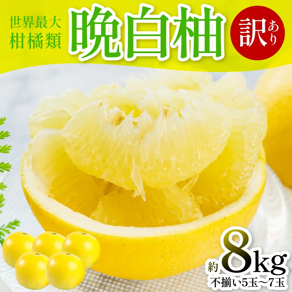 【先行予約】 【訳あり】 晩白柚 5～7玉 約8kg ばんぺいゆ 果物 果実 くだもの フルーツ 柑橘 柑橘類 熊本県 八代市 【2027年1月上旬より順次発送】