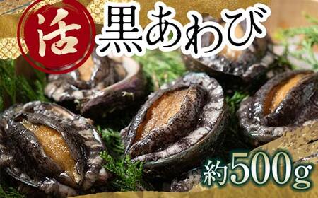 中泊直送 天然 ”活” 黒あわび 約500g 【卓立水産】 F6N-019