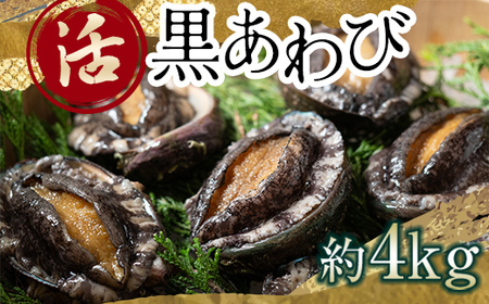 中泊直送 天然 ”活” 黒あわび 約4kg 【卓立水産】 F6N-035