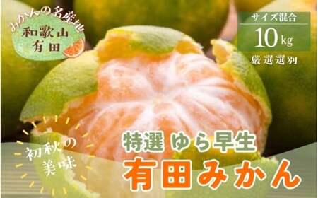 【初秋の美味】特選　ゆら早生有田みかん　約10kg+200g(傷み補償分)【2026年10月中旬～11月上旬頃に順次発送予定】【ard235A】