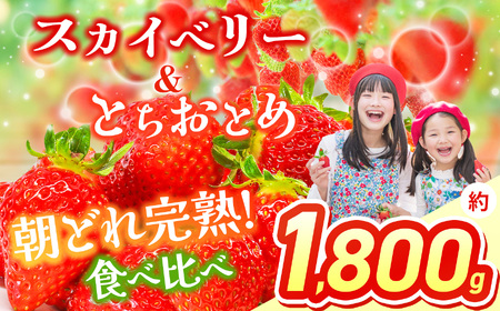 【先行予約】 スカイベリー＆とちおとめ 食べ比べ 300g×2×3箱 | 果物 くだもの フルーツ 野菜 やさい ヤサイ 苺 イチゴ いちご とちおとめ スカイベリー 食べ比べ 新鮮 甘い 数量 限定 美味しい 果物 フルーツ デザート 栃木県 那珂川町 送料無料