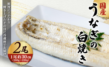＜凍らさず美味しさそのまま！〆たて・焼きたてを冷”蔵”で発送＞地元飲食店に愛される美味さにこだわった 国産うなぎの白焼き (2尾) ふるさと納税 福知山市 特上 うなぎ 蒲焼 ウナギ 鰻蒲焼き うなぎ蒲焼き 白焼き 2尾 人気 国産 浜名湖 関西 鰻蒲焼 養殖 冷蔵 ギフト ご褒美 京都 【fc-ZF002-B】【由良川漁業協同組合】