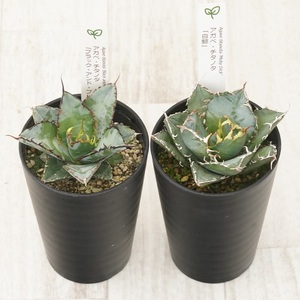 多肉植物 インテリア アガベ チタノタ銘品2種 セット 3.5号鉢 白鯨 ブラック＆ブルー 四国ガーデン 人気 観葉植物 グリーン リラックス 伊予市｜C134