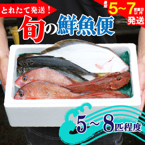 鮮魚便 獲れたて 5～8匹 刺し身 ＼ 刺し身 ／