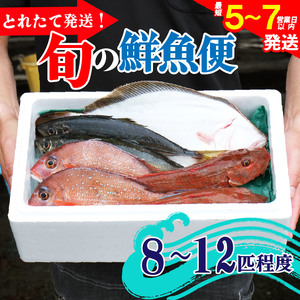 鮮魚便 獲れたて 8～12匹 刺し身 ＼ 刺し身 ／