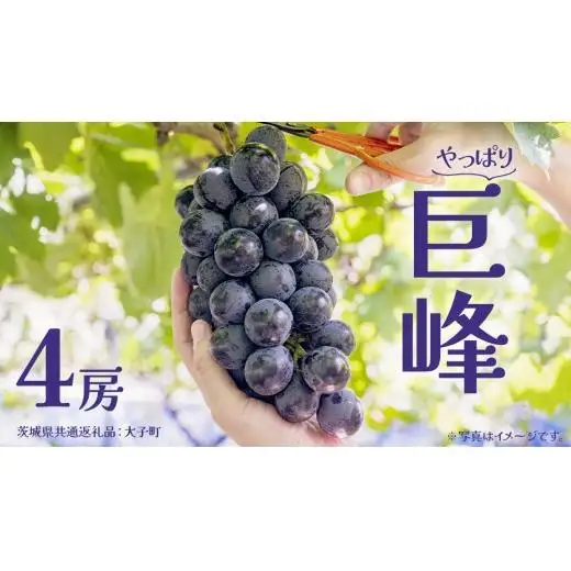 巨峰 ４房 【2026年7月上旬発送開始】(茨城県共通返礼品：大子町)