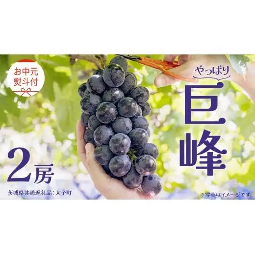 【 お中元 熨斗付き】 巨峰 ２房 【2026年8月上旬発送開始】(茨城県共通返礼品：大子町)