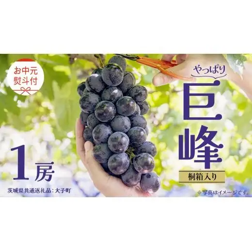 【 お中元 桐箱入り】 巨峰 １房 【2026年8月上旬発送開始】(茨城県共通返礼品：大子町) 