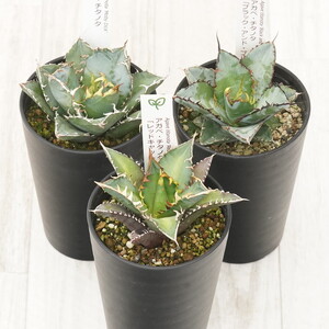多肉植物 インテリア アガベ チタノタ銘品３種セット 白鯨・赤猫・ブラック＆ブルー 3.5号鉢 四国ガーデン 人気 観葉植物 グリーン リラックス 伊予市｜D52