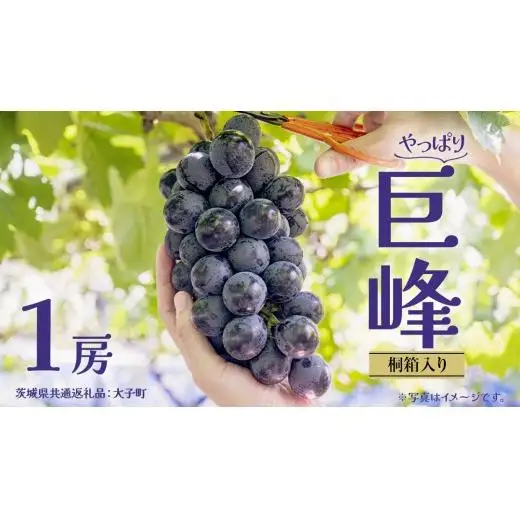 【桐箱入り】 巨峰 １房【2026年7月上旬発送開始】 (茨城県共通返礼品：大子町)