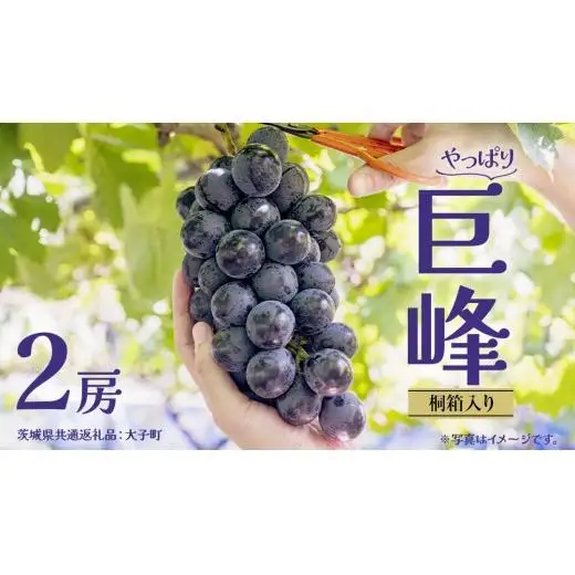 【桐箱入り】 巨峰 ２房 【2026年7月上旬発送開始】(茨城県共通返礼品：大子町)